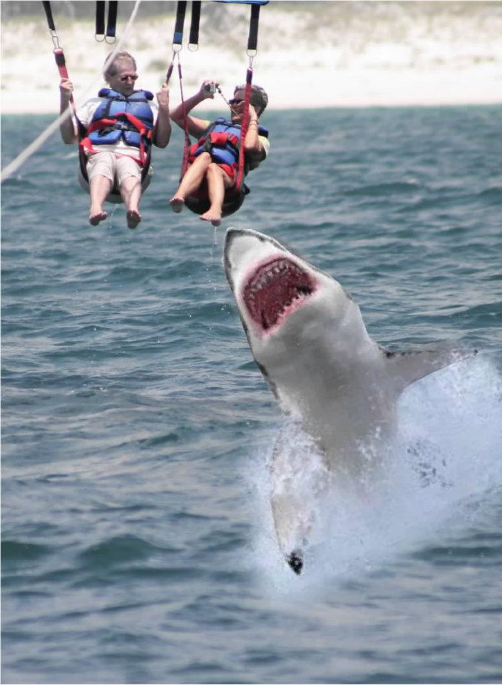 para-sailing-shark-attack